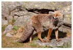 The fox