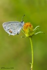 Una fotina per salutare l'estate e dare il benvenuto all'autunno

http://img821.imageshack.us/img821/3068/cupidohr.jpg