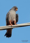 Falco cuculo