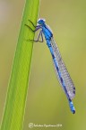 Enallagma cyathigerum
450 D Sigma 150 f 7,1 1/30 iso 100 cavalletto