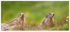 Marmotte