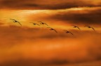 Fenicotteri nel cielo infuocato di Cagliari