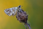 Pyrgus malvoide