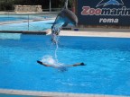 Foto in concorso scattata presso Zoomarine con un cellulare.. 

Se vi piace potete votarla tramite facebook ..


1) Aprite il seguente link https://www.facebook.com/pages/IL-TUCANO-ANIMALI-ACQUARI/120151564671863 e cliccate in alto a destra su mi piace

2).. successivamente aprite questo link che riporta alla foto https://www.facebook.com/photo.php?fbid=264149753605376&set=a.236666393020379.61699.120151564671863&type=1&theater e cliccate mi piace..