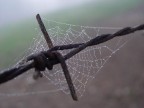 ragnatela