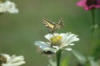 nikon d70 sigma 75-300 300
f/6
1/640