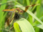 nikon l110
f/5
1/305
iso 80
