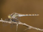 Olympus E-520
Sigma 150 macro
F 6,3
1/160
Iso 200