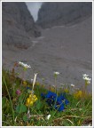 forcella - 2005