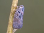 Mectalfa Pruinosa