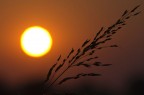 Calore dorato