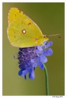 Colias