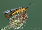 Panorpa communis - mosca scorpione