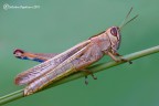 450 D + Sigma 150 macro f 14 1/8 sec. iso 100 cavalletto