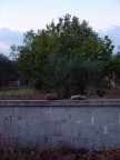 Pomeriggio in campagna