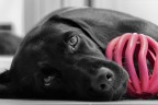 Beh semplicemente il labrador nero della mia ragazza