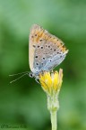 ...Ne rester soltanto UNO!

l'ultimo esemplare di licena delle paludi... per quest'anno

Lycaena dispar &#9794;

http://img64.imageshack.us/img64/5153/lycaenadisparhr.jpg

E un piccolo crop

http://img339.imageshack.us/img339/6047/lycaenadisparcrop.jpg

C&C molto graditi

Damiano