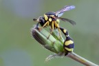Vespa europea