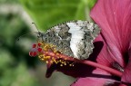 macro