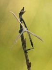 Pterophorus sp.
