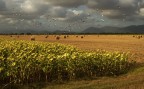 IMG 2572