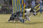 Foto scattata ad una gara di Agility Dog completamente priva di Post Produzione