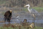 Il Falco &amp; l'Airone
