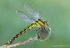 Aeshna cyanea - femmina