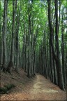Una verde cattedrale