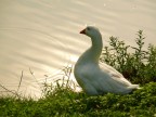Panasonic FZ-50
f5.6
1/250
ISO 100
300 mm