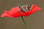 Immerso nel rosso