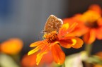 ciao a tutti, sono nuovo e vorrei inviarvi una foto macro con relativo exif,
per commenti e critiche
sergio