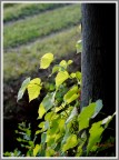 Nikon D3000  70 - 300
70mmm. - ISO 400
1/320 - F/4.5