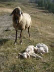 Ritratto di famiglia