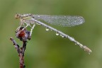 Platycnemis pennipes
