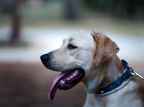 Mondo cane