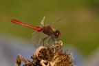 f  5,6   1/500

iso 200   17-85@85
AV