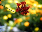 fiori