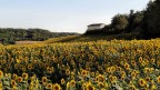 Paesaggio con girasoli