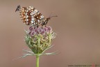 www.rossidaniele.com
Canon EOS 7D + Sigma 180mm f/3.5 EX APO Macro HSM
f16 - 2.5 - ISO 100 - cavalletto - scatto remoto - plamp - pannellini
04.09.2011 ore 6.45
Suggerimenti e critiche sempre ben accetti.
Consiglio la visione in alta risoluzione
[url=http://www.rossidaniele.com/HR/_MG_1531copia5-1500.jpg]Versione HR[/url]