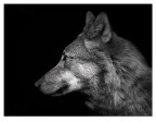 The wolf