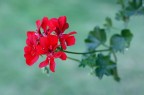 fiore