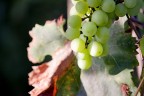 ubriaca di sol