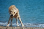 Graditissimi commenti, critiche e suggerimenti di ogni tipo...
Nikon D700; 300 mm; f/7.1; 1/1250"; iso 200