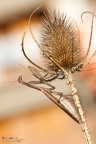 Mantide religiosa, femmina