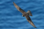 sardegna, isola di san pietro

canon 7d + 300 2.8 is + 2x

se volete vederne altre ho appena inserito un intera galleria nel mio spazio web su questo splendido rapace.