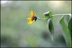 Fiore