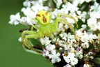 Green Thomiside