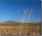 valdorcia