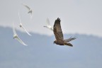 D7000, 500mm, F/6.3, 1/800, iso 640.